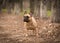 Adorable Fawn Colored French Bulldog in the Forest