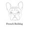 Adorable fawn French Bulldog head portrait. Breed standard. Logo web site kennel. Linear contour vector illustration