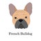 Adorable fawn French Bulldog head portrait. Breed standard. Logo for web site kennel. Realistic vector illustration