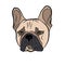 Adorable fawn French Bulldog head portrait. Breed standard. Logo for web site kennel. Realistic vector illustration.