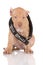 Adorable fawn pit bull puppy in a large collar