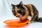 Adorable feline eagerly awaits its delicious meal on a vibrant orange plate