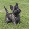 Adorable Female Cairn Terrier Puppy