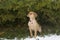 Adorable female yellow labrador retriever puppy sitting on lawn