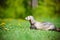 Adorable ferret outdoors