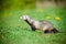 Adorable ferret outdoors