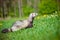 Adorable ferret outdoors