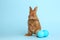 Adorable fluffy bunny near Easter eggs on blue background