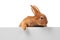 Adorable fluffy bunny rabbit with mockup poster