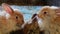 Adorable fluffy bunny rabbits eating out of silver bowl at the county fair