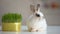 Adorable fluffy bunny sitting on table near green plant, herbal pet nutrition