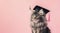 Adorable fluffy cat wearing graduation cap on pastel background