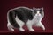 Adorable fluffy domestic feline in the studio against a dark red background