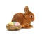 Adorable fluffy Easter bunny and decorative nest with dyed eggs on background