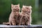 Adorable fluffy kittens outdoors
