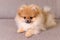 Adorable fluffy pomeranian puppy lying on the couch