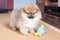 Adorable fluffy pomeranian puppy standing with a toy at home