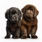 Adorable fluffy puppies of a black and brown Newfoundland dog breed, similar to cubs, isolated on white close-up