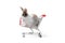 Adorable fluffy rabbit in shopping cart on white background, cute bunny pet animal on sell concept