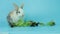 A adorable fluffy rabbits eating delicious green oak leaf lettuce on blue background, feeding bunny vegetarian pet animal with veg