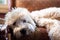 Adorable fluffy Soft Coated Wheaten Terrier puppy laying down