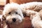 Adorable fluffy Soft Coated Wheaten Terrier puppy laying down