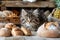 Adorable Fluffy Tabby Kitten Surrounded by Fresh Baked Bread in Rustic Kitchen Setting