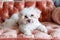 Adorable Fluffy White Bichon Frise Dog Relaxing on a Pink Velvet Sofa Cushion Indoors