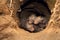 Adorable foxes in burrow