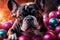 Adorable French Bulldog in colorful balls