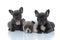 Adorable French bulldog cubs curiously looking forward