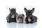 Adorable French bulldog cubs looking forward and blinking