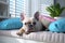 adorable french bulldog lies on soft white sofa on blurred living room background