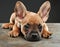 Adorable French bulldog puppy with big ears lying down on dark background