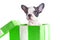 Adorable French bulldog puppy in the gift box