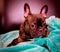 Adorable French Bulldog Puppy Snuggled Up In Her Blue Blanket