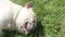 Adorable French Bulldog Snoring In Grass