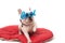 Adorable french bulldog with sunglasses