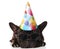 Adorable french bulldog wearing birthday hat and sunglasses resting