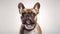 Adorable French Bulldog on White Background AI Generated