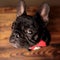 Adorable frenchie dog looking up and wearing red bowtie