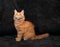 Adorable fun red solid maine coon kitten profile sitting with lo