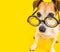 Adorable funny dog in glasses. Yellow background. Back to school. square composition
