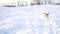 Adorable funny dog Jack russel terrier playing outside in snow. Video footage slow motion