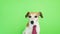 Adorable funny dog Jack Russell terrier with serious concentrated muzzle. a bit anxious and worried . Green chroma key