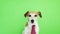 Adorable funny dog Jack Russell terrier with serious concentrated muzzle. licking. Green chroma key background. Video