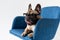 adorable funny french bulldog in eyeglasses lying on chair