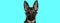 Adorable funny German Shepherd dog wearing eyeglasses