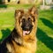 Adorable and funny German Shepherd puppy in square composition