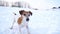 Adorable funny pup Jack Russell terrier running in snow. Video footage slow motion